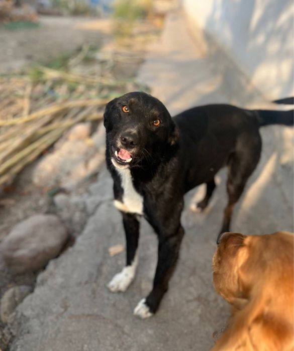 Черныш ищет дом и семью!