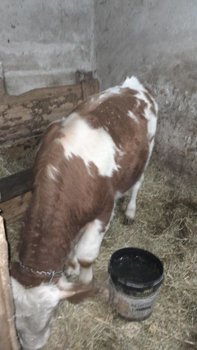 Vând viel pt abatorizare