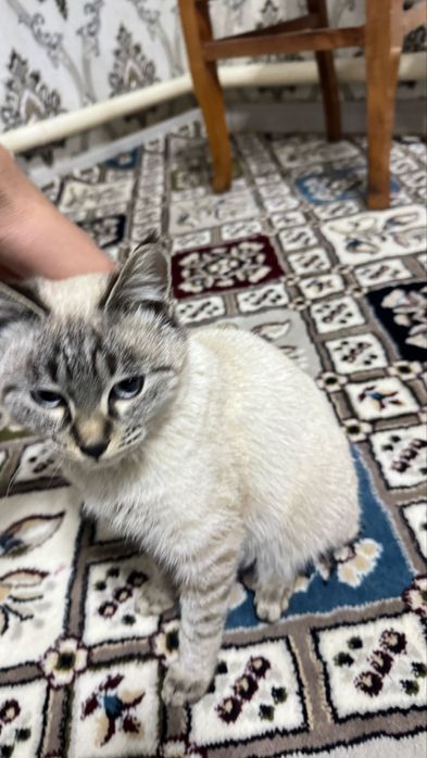 Scotish fold short hair pruvaznoy onasi fold otasi straight