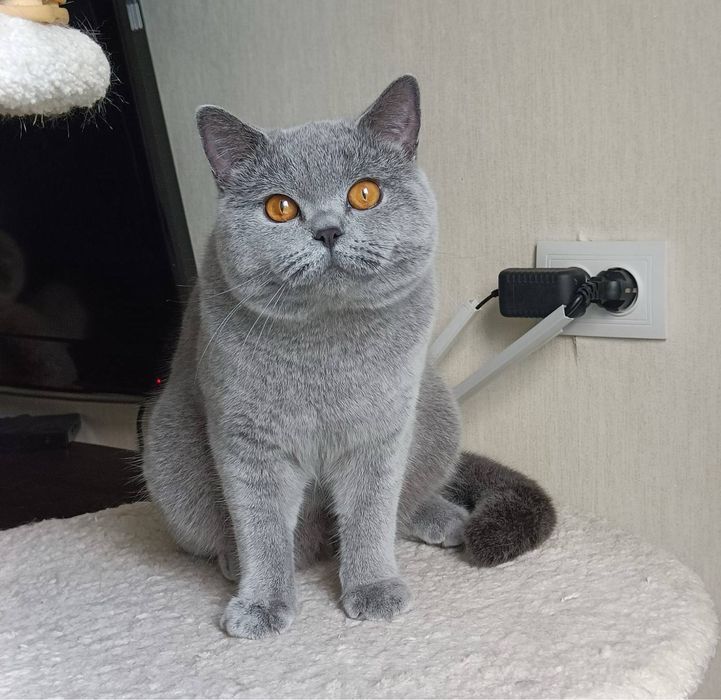 Продойотся девочка британочка 11 месячная