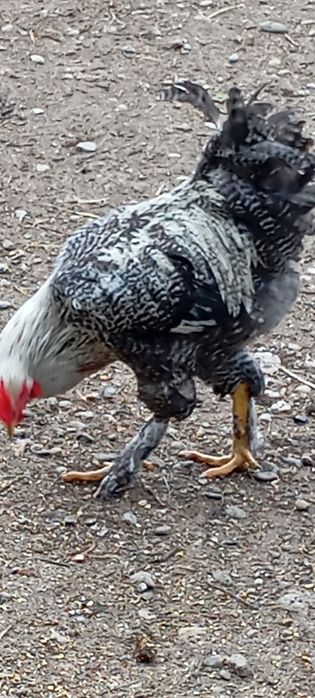 Cocoș Brahma,are 6 luni.