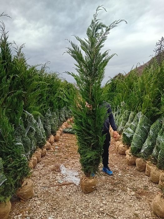 Vând chiparos leylandi