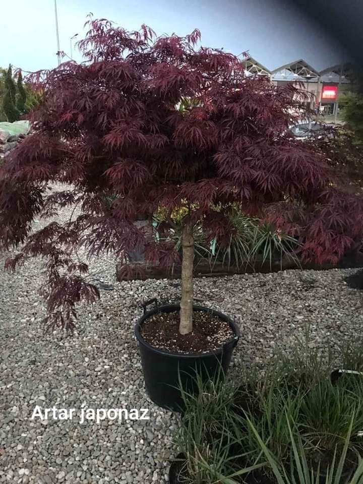 Vând și livrez plante ornamentale