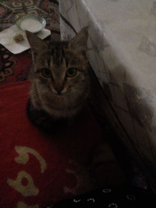 Отдам даром кошку Пиших беремыз