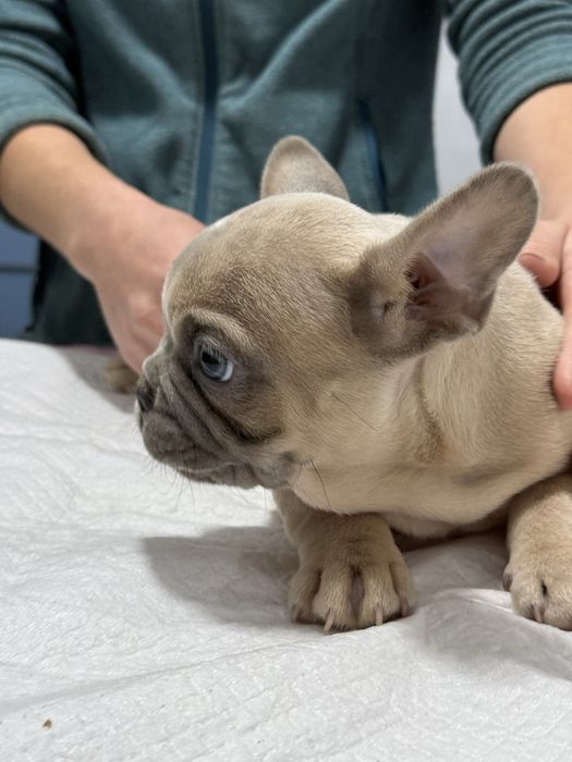 Bulldog Francez Lilac Fawn , ochi albastri, 2 luni
