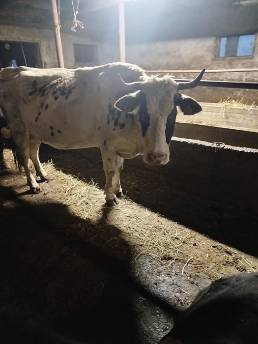 Vând 5 vaci cu viței