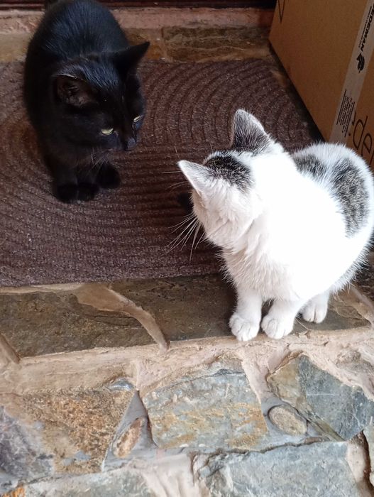 Pisicuțe spre adoptie