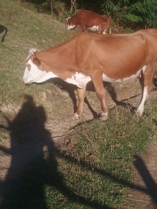Vaci de vânzare, gestante