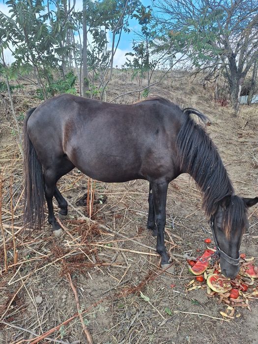 Vand iapa cu varsta de 3 ani cu manz