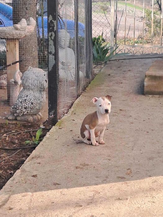 Кученца (питбулчета)