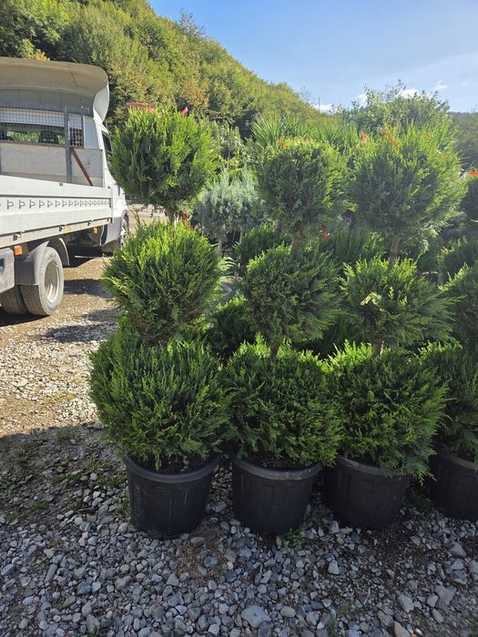 chiparos Leylandy Smarald mesteacan etc