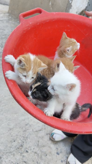 Mushuk bollari sotiladi xonaki hammasi chiroyli