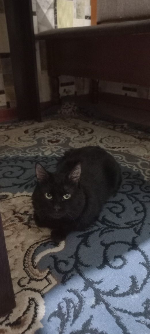Кот, кастрированный, даром