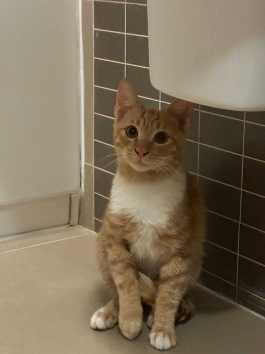 Adopta o pisicuta Garfield