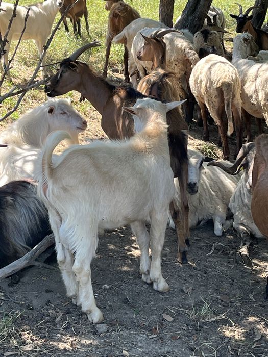 Capre alpina franceze metisate cu tapi zane