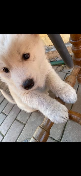 Puiut husky siberian