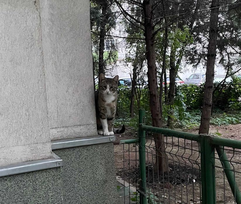 Rio, motanel castrat pentru adoptie