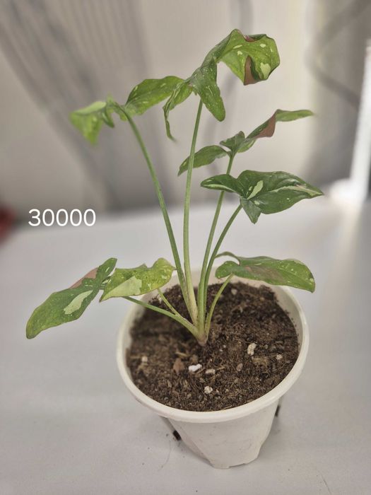 Продаётся комнатные цветы