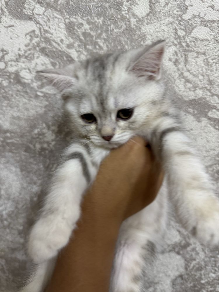 Котенок Серибристая Шиншилла девочка 2 месяца