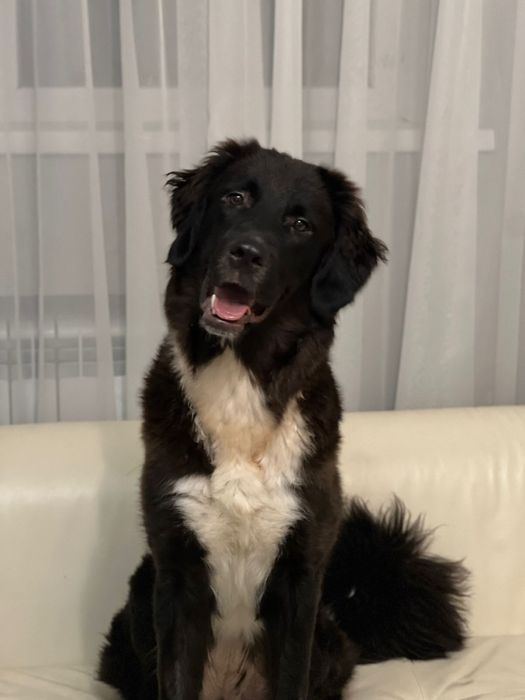 Собака в частный дом