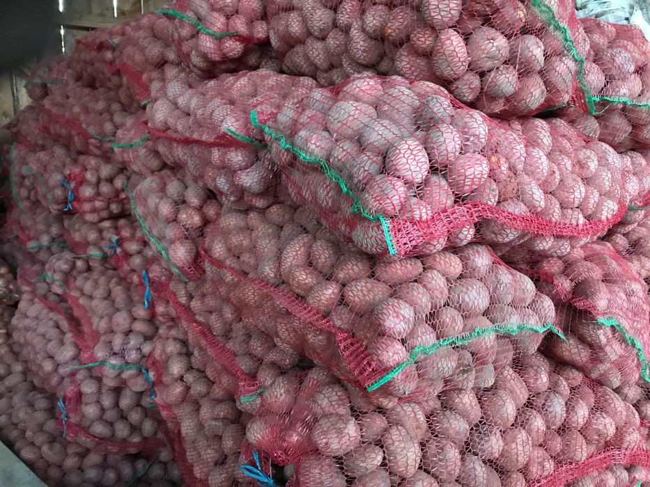 Cartofi rosu si alb de vanzare