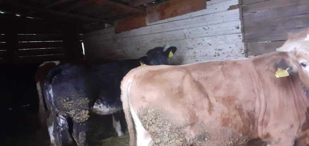 Viței , vaci și taurasi de diferite virste și  kilograme ieftin!!