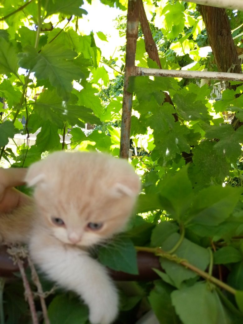 Скотишь фольд пародистые