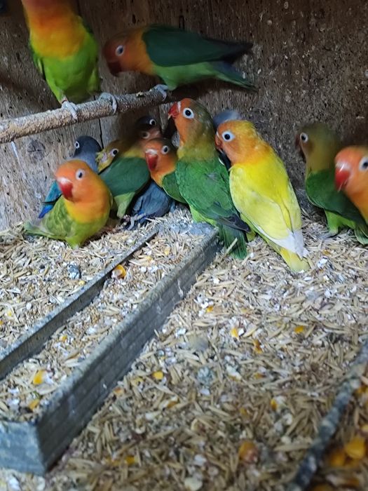 Agapornis roseicolis și Fisher