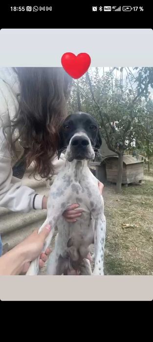 Câine de vânătoare, rasa Pointer