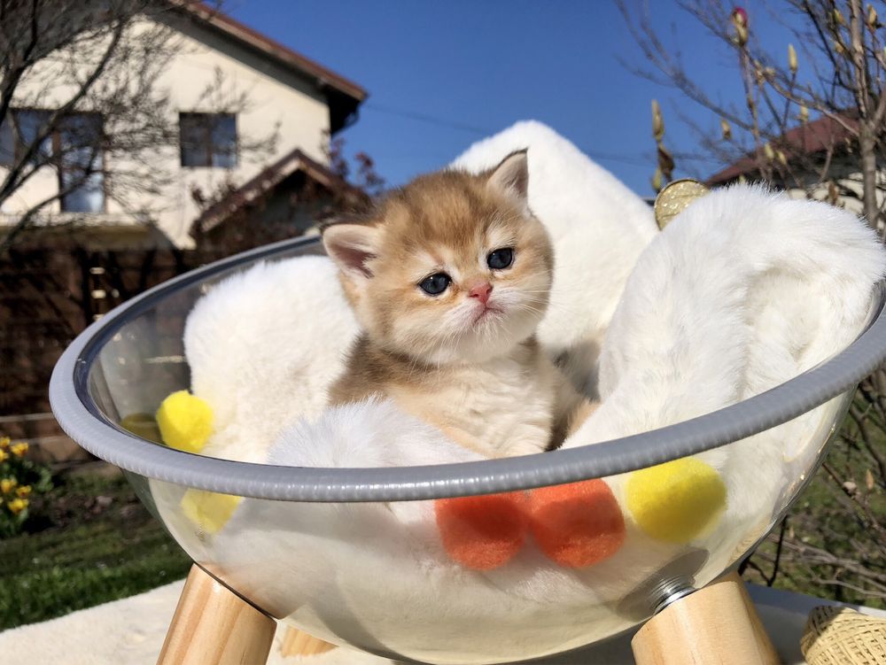 Fetita British Shorthair Chinchilla Gold Ny 11 - Felisa Autorizata