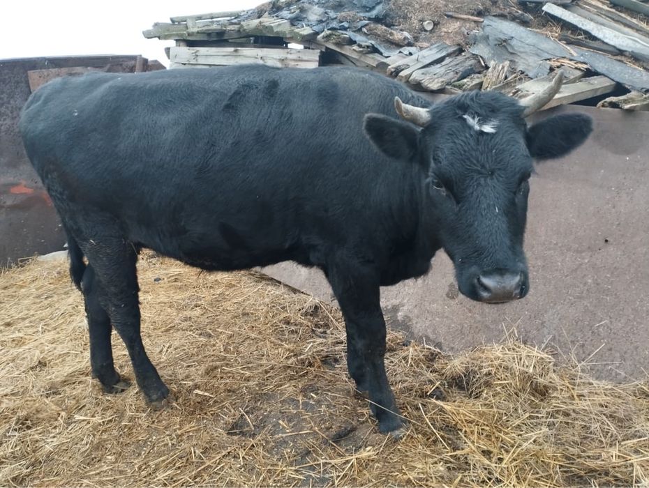 Продается 2-х годовалая телка на соғым 500 000 тенге