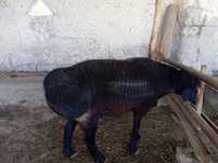 3yoshli toza qoʻchqorlar sotiladi