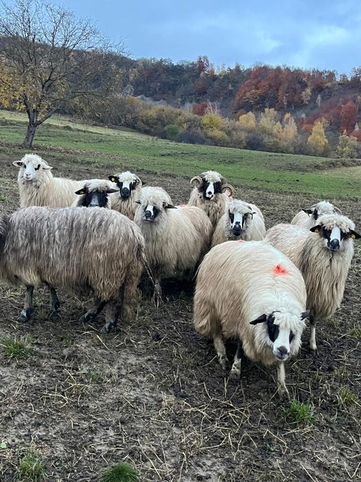 De vânzare 9 oii și un berbec