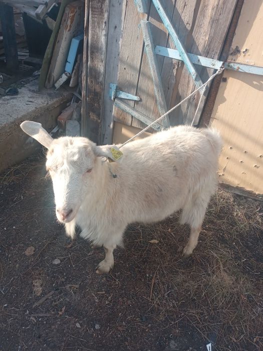 Продам козу дойную