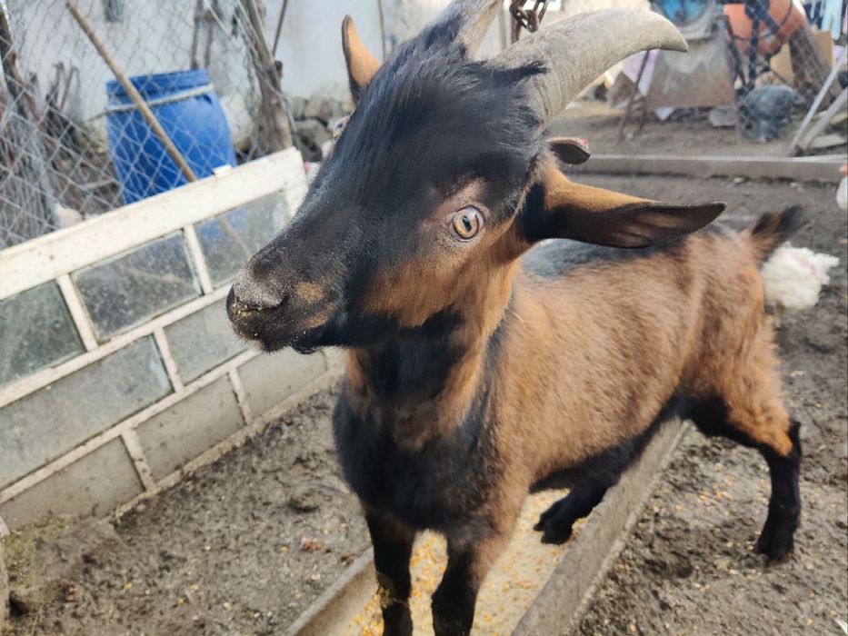 Vând Tap Alpin 7 luni