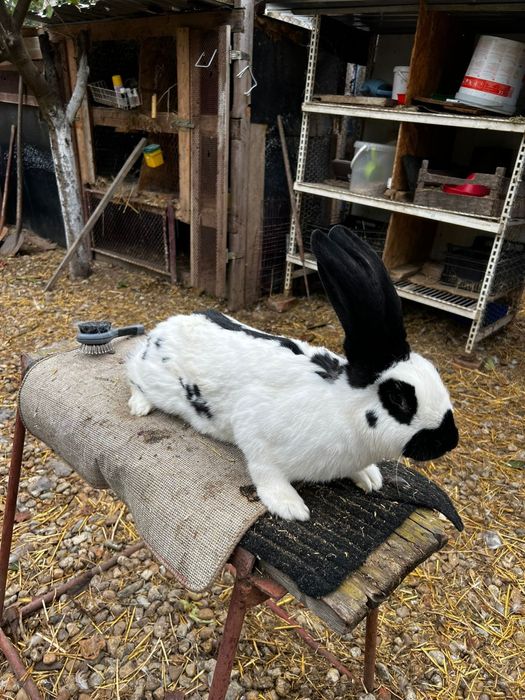 Disponibili o pereche fluture german pestriț