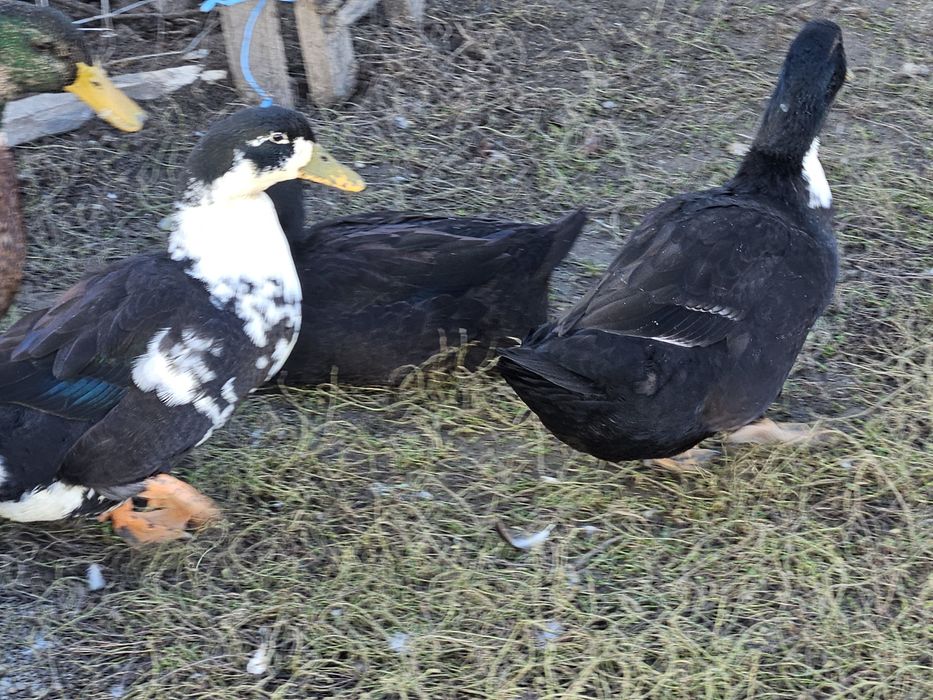 Rațe vorbărețe și ouătoare