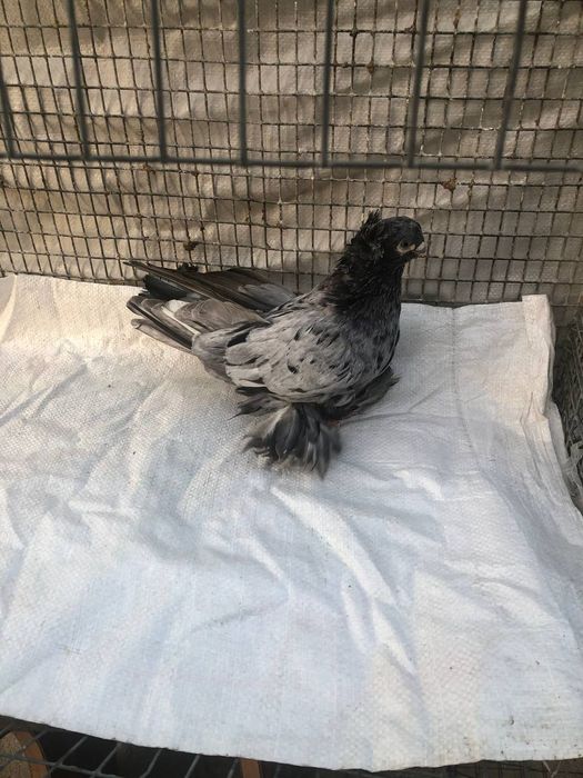 Продается челкарь смец