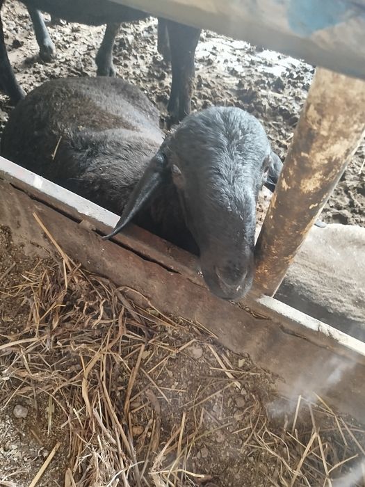 Кучкорлар 6 миллиондан келишамиз