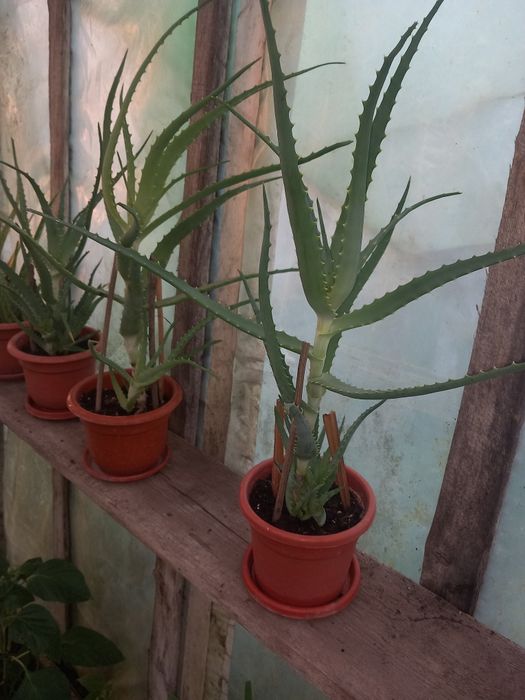 Planta aloe de vanzare