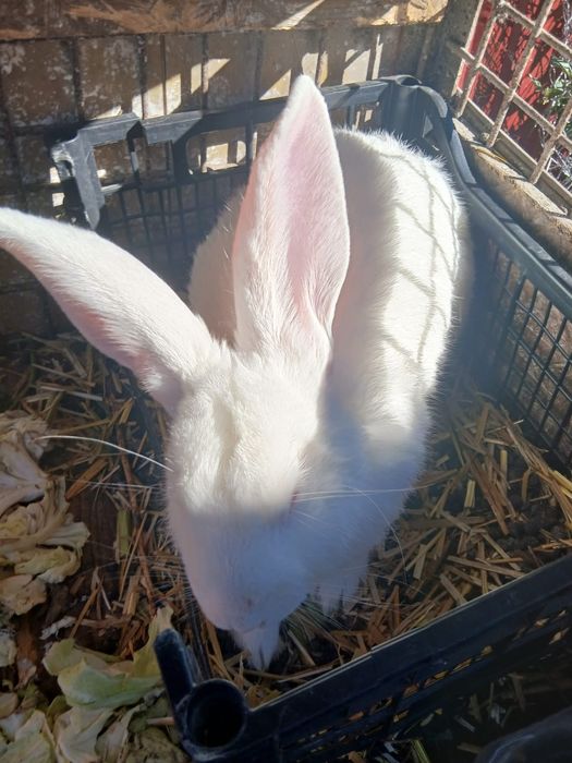 Vand iepuri Pereche berbec german si  pereche Uriași german