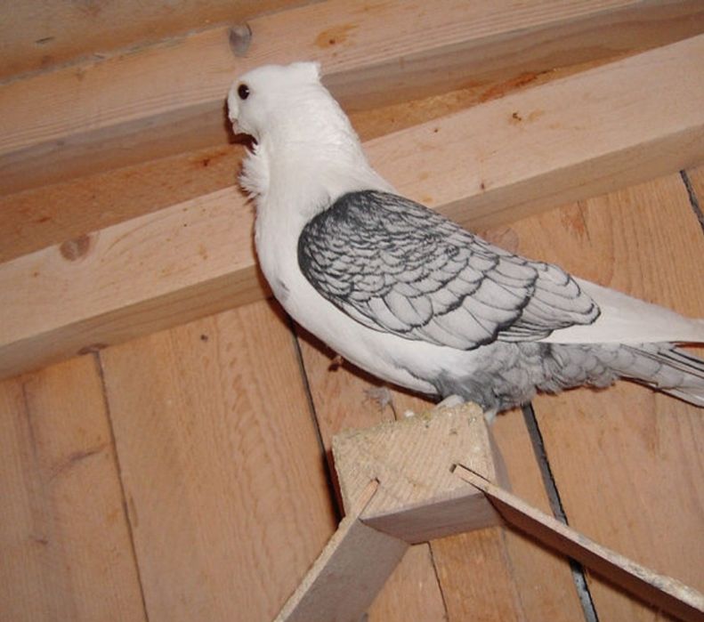 De vânzare o pereche de misirli