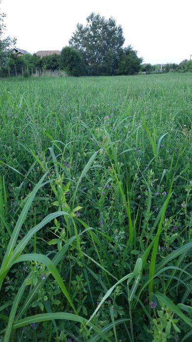 ‼️ Vand baloti de lucerna 2025, 40 lei balotul ‼️