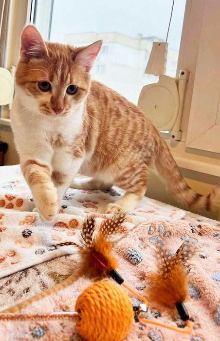 Момченце на 6 месеца търси дом