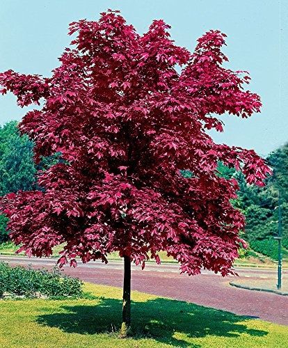 Acer crimson king в саксия