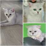 British Shorthair Fetita din parinti Campioni, testati genetic/viral