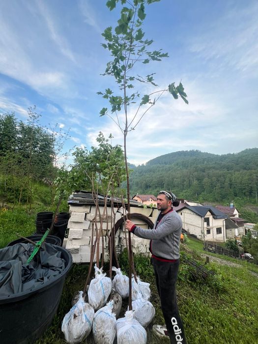 Cupressus arizonica leylandii plante ornamentale orice specie