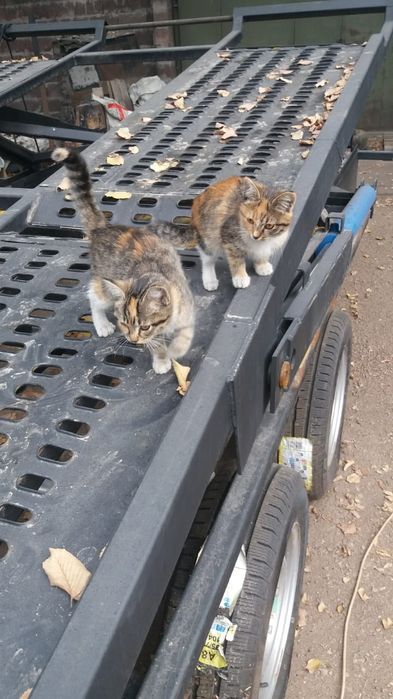 Котята в хорошие руки