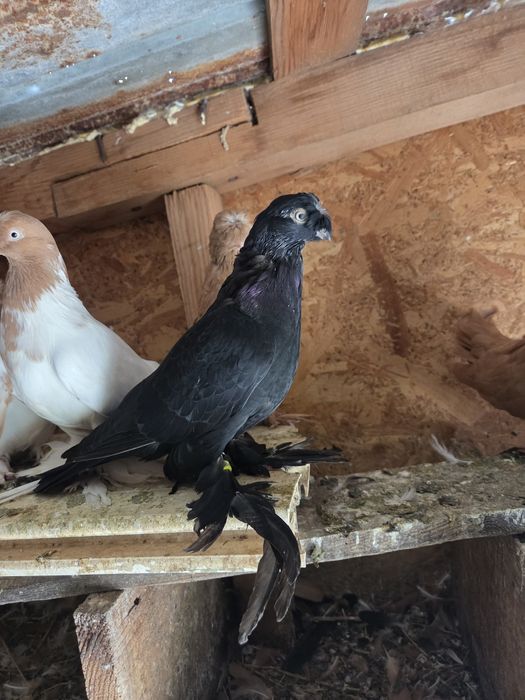 Disponibili jucatori de botoșani si capaciti de buzău