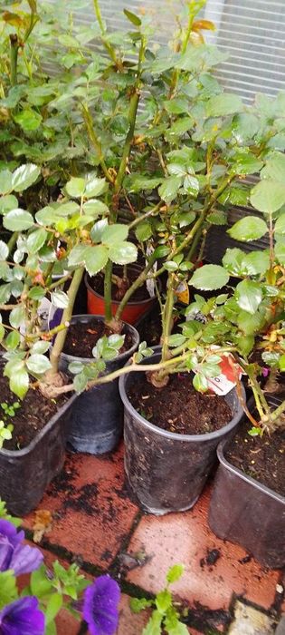 Vând puieți de arbori de mătase la ghiveci și trandafiri cataratori